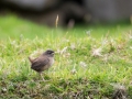 St. Kilda Zaunkönig (Troglodytes t hirtensis)