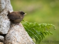 St. Kilda Zaunkönig (Troglodytes t hirtensis)