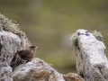 St. Kilda Zaunkönig (Troglodytes t hirtensis)