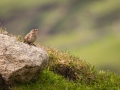 St. Kilda Zaunkönig (Troglodytes t hirtensis)