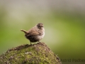 St. Kilda Zaunkönig (Troglodytes t hirtensis)