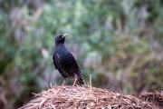 Star (Sturnus vulgaris)
