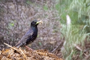 Star (Sturnus vulgaris)