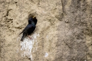 Star (Sturnus vulgaris)
