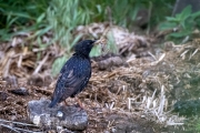 Star (Sturnus vulgaris)