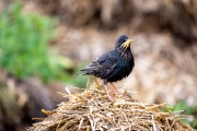 Star (Sturnus vulgaris)