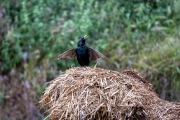 Star (Sturnus vulgaris)