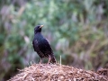 Star (Sturnus vulgaris)