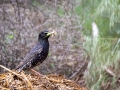 Star (Sturnus vulgaris)