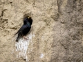 Star (Sturnus vulgaris)