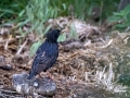 Star (Sturnus vulgaris)