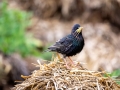 Star (Sturnus vulgaris)