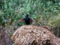 Star (Sturnus vulgaris)