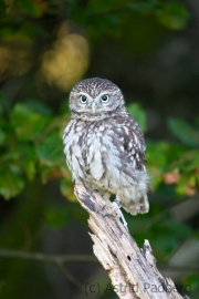 Steinkauz (Athene noctua)