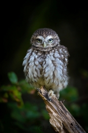 Steinkauz (Athene noctua)