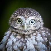 Steinkauz (Athene noctua)