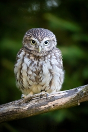 Steinkauz (Athene noctua)