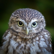 Steinkauz (Athene noctua)