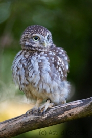 Steinkauz (Athene noctua)