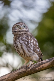 Steinkauz (Athene noctua)