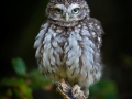 Steinkauz (Athene noctua)