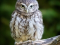 Steinkauz (Athene noctua)