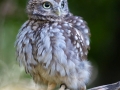 Steinkauz (Athene noctua)