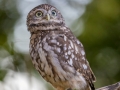 Steinkauz (Athene noctua)