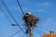 Weißstorch im Nest