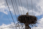 Weißstorch im Nest