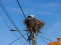 Weißstorch im Nest