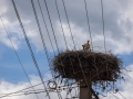 Weißstorch im Nest