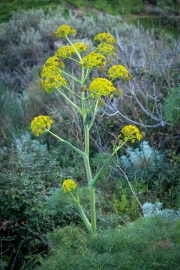 Wilder Fenchel