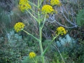 Wilder Fenchel