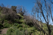 Stromboli, Brandnarben