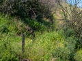 Stromboli, Brandnarben