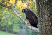 Steinadler (Aquila chrysaetos)