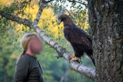 Steinadler (Aquila chrysaetos)