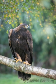 Steinadler (Aquila chrysaetos)