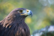 Steinadler (Aquila chrysaetos)