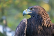 Steinadler (Aquila chrysaetos)