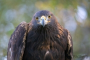 Steinadler (Aquila chrysaetos)