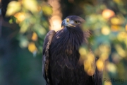 Steinadler (Aquila chrysaetos)