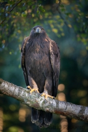 Steinadler (Aquila chrysaetos)