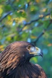 Steinadler (Aquila chrysaetos)