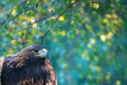 Steinadler (Aquila chrysaetos)