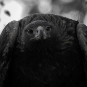 Steinadler (Aquila chrysaetos)