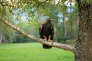 Steinadler (Aquila chrysaetos)