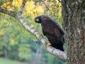 Steinadler (Aquila chrysaetos)