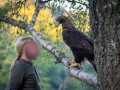 Steinadler (Aquila chrysaetos)